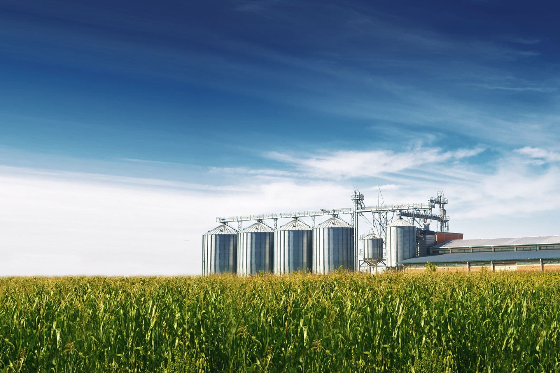 Ein silbernes Getreidesilo umgeben von einem Feld mit üppigem, hohem Gras unter blauem Himmel.